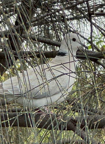 iNaturalist image