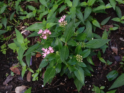 Pentas lanceolata observed 2026-10-15