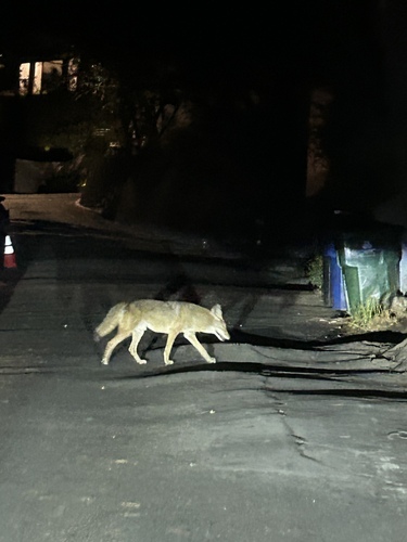 Coyote