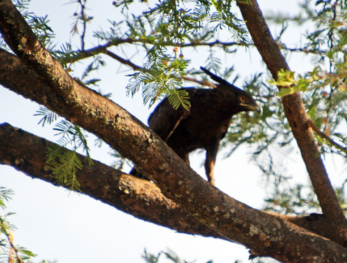 iNaturalist image