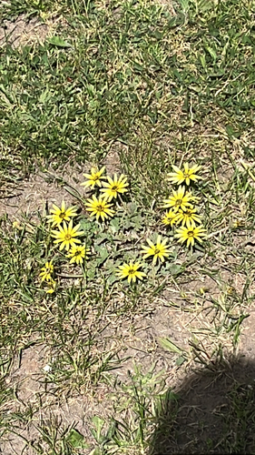 Capeweed