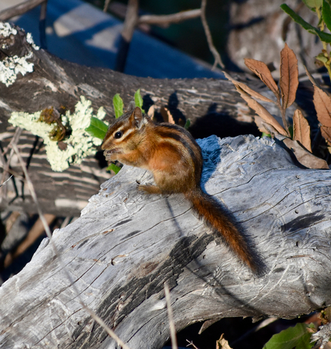 Sonoma Chipmunk observed by gosner