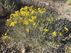 Psilostrophe cooperi