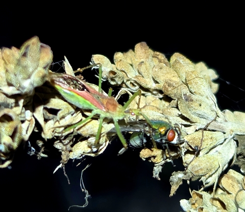 Leafhopper Assassin Bug