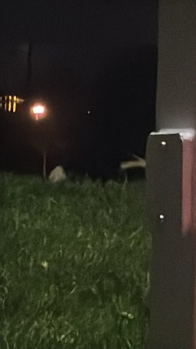 Striped Skunk