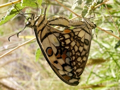 Papilio demoleus sthenelus