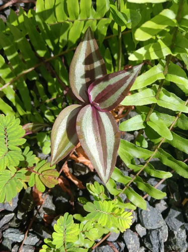 Tradescantia zebrina observed 2026-10-15