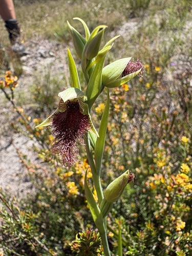 Purple Beard Orchid