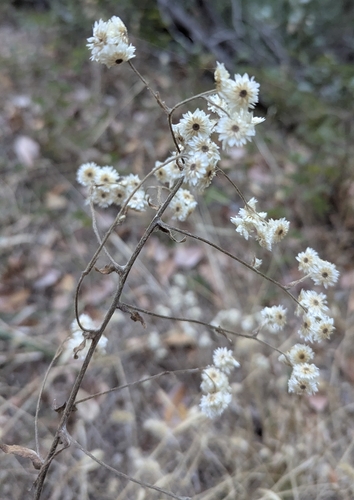Pseudognaphalium californicum observed 2026-10-15