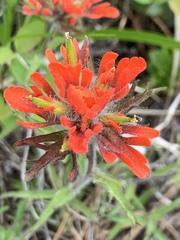 Castilleja hispida