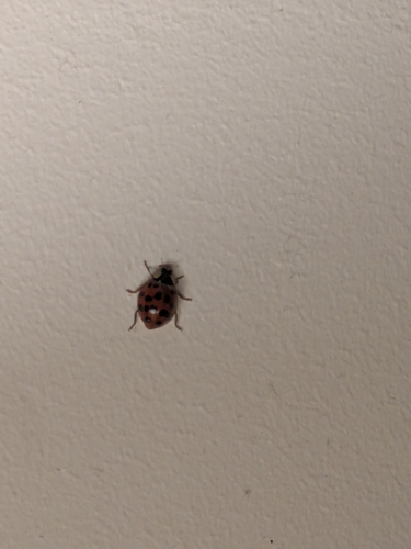 Asian Lady Beetle