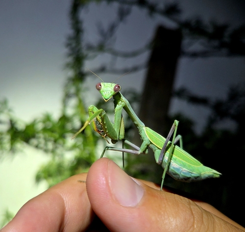 Arizona Mantis