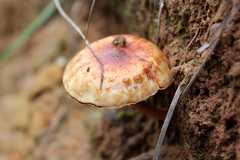 Pholiota communis