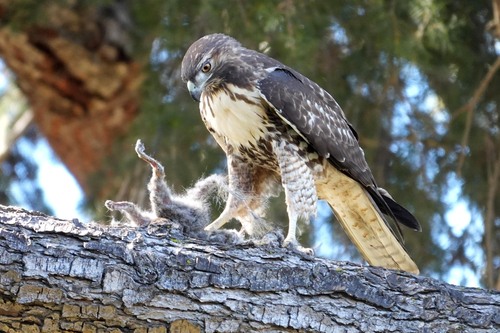 Red-tailed Hawk