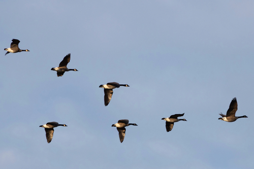 Canada Goose