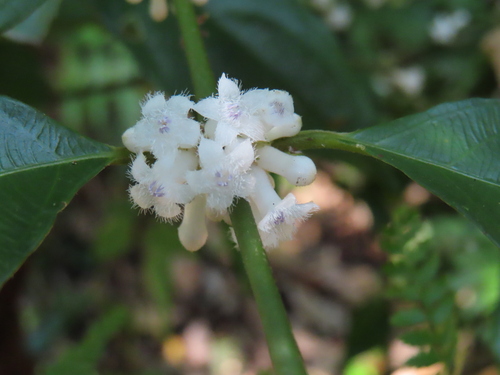 Lasianthus fordii observed 2026-10-15