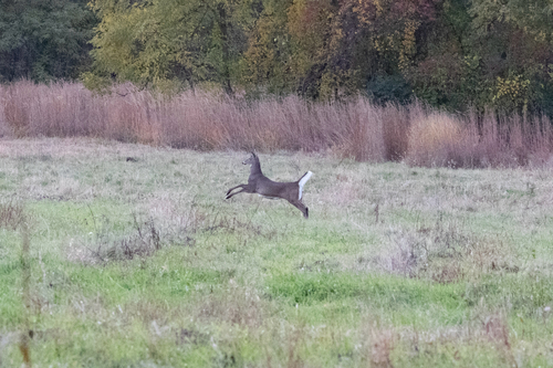 White-tailed Deer