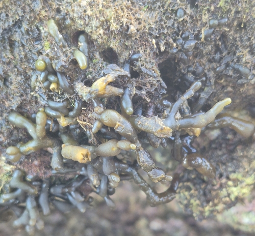 Gracilaria observed 2026-10-15