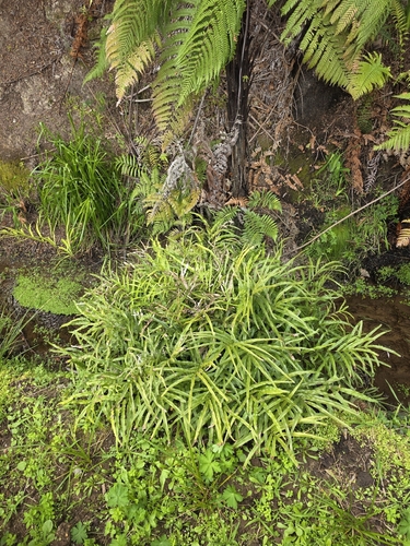 Pteris cretica observed 2026-10-16