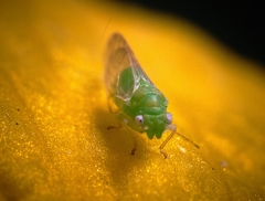 Psylla buxi