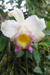 Sobralia ecuadorana