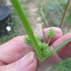 Cyperus echinatus