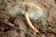 Pholiota communis