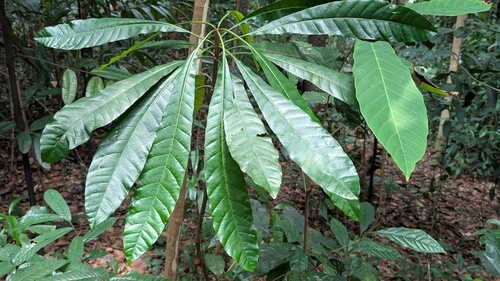 Dyera costulata, 2026-08-28