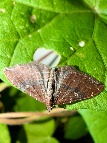 Gem Moth