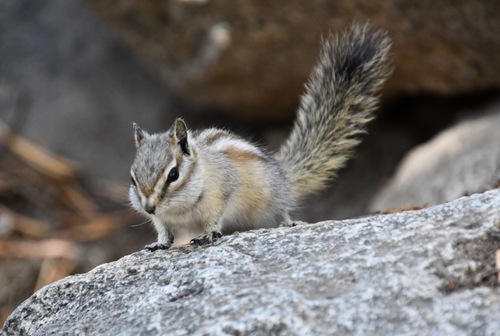 Alpine Chipmunk observed by bethpratt1