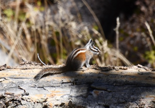 Lodgepole Chipmunk observed by bethpratt1
