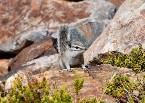 Alpine Chipmunk observed by bethpratt1