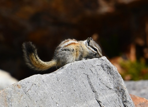 Alpine Chipmunk observed by bethpratt1