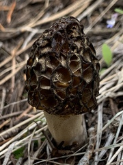 Morchella snyderi