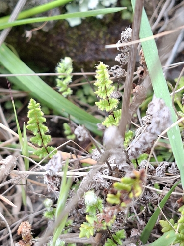 Cheilanthes distans observed 2026-10-15