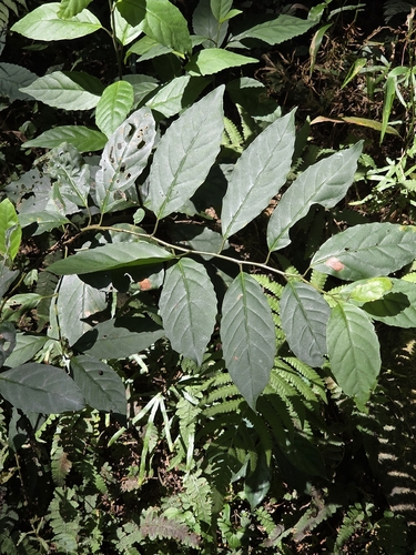 Maesa perlaria observed 2026-10-16