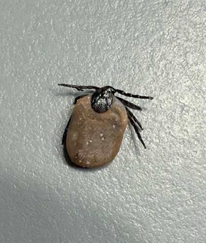 Eastern Black-legged Tick