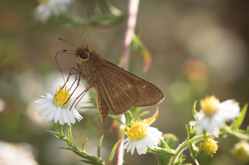 Ocola Skipper