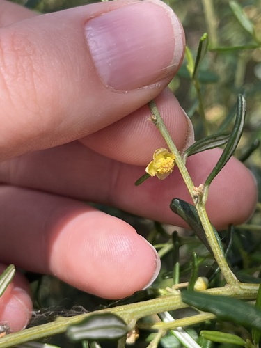 Beyeria leschenaultii observed 2026-10-16
