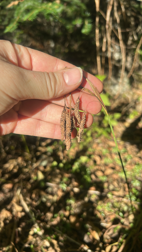 Carex mertensii, 2026-10-15