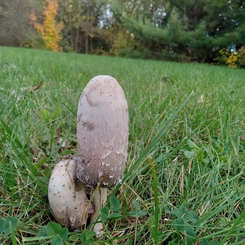 Shaggy Mane