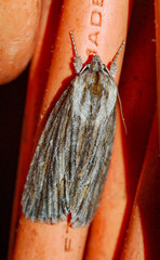 Acronicta lithospila