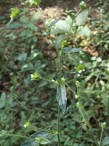 Elephantopus mollis observed 2026-10-16