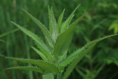 Cirsium vlassovianum
