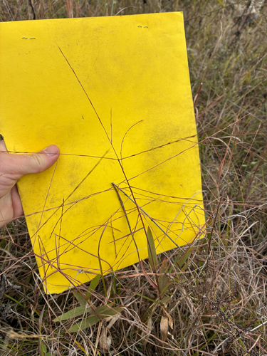Gymnopogon ambiguus, 2026-10-15
