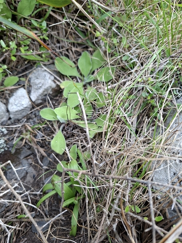 Craspedia uniflora observed 2026-10-15