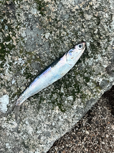 Northern Anchovy