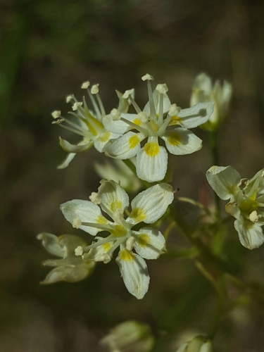 Image of Smallflower Deathcamas (Toxicoscordion micranthum) by (c) Alex Abair, some rights reserved (CC BY)