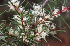 Hakea decurrens physocarpa