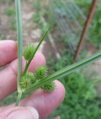 Cyperus echinatus